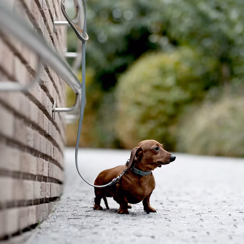 Collar Waudog Lærhalsbånd Grå