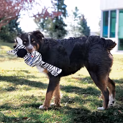 KONG Wubba No Stuff Zebra