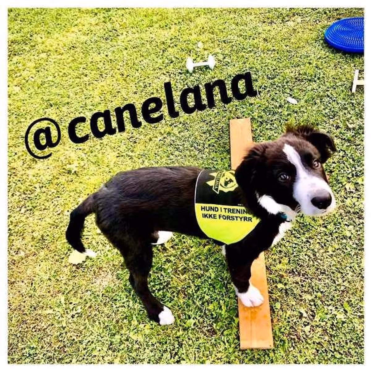 Canelana markeringsdekken-treningsvest hund: hund i trening - ikke forstyrr