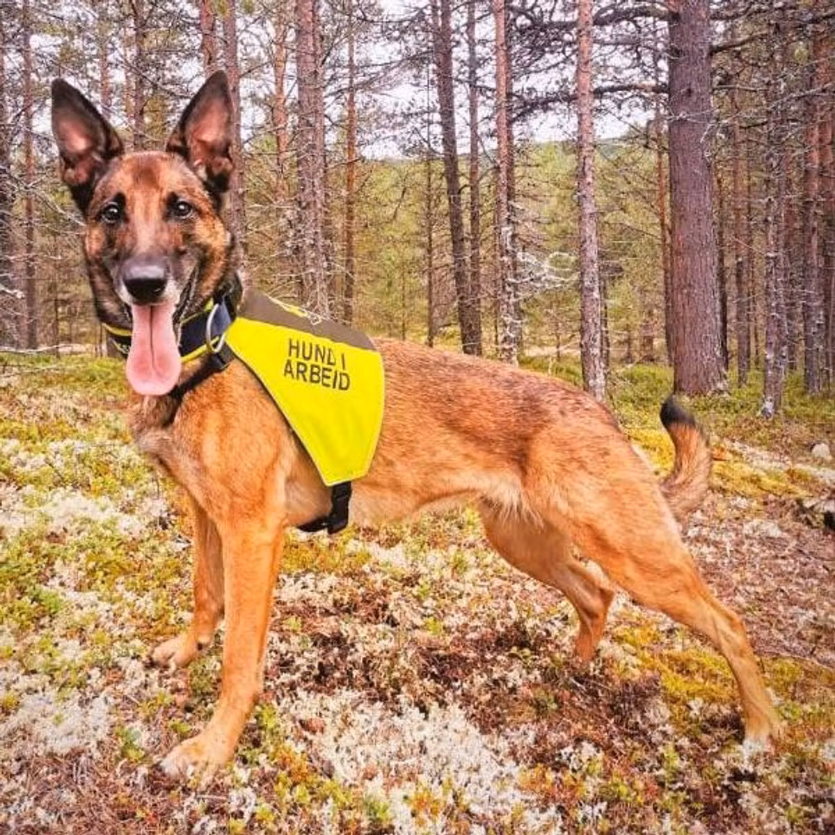 Canelana markeringsdekken-treningsvest hund: hund i arbeid