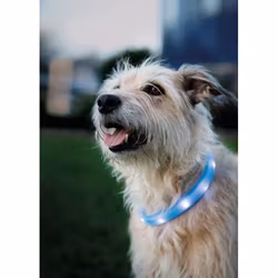 Lysende Halsbånd Blå Silikon M/USB Lader 30mm bred