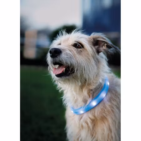 Lysende Halsbånd Blå Silikon M/USB Lader 30mm bred