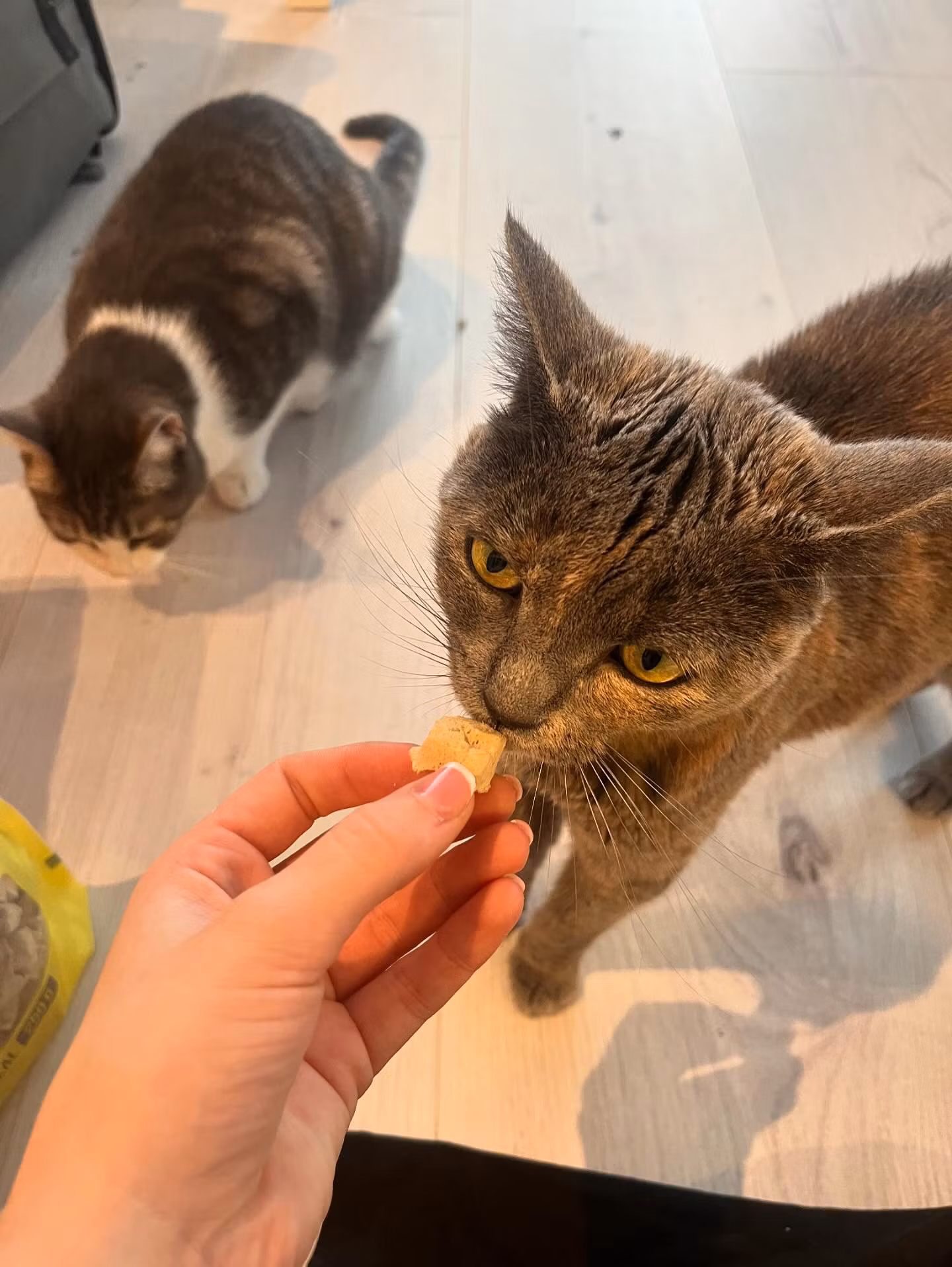 MUSH Vaisto Gul Katt Kylling-Storfe Frysetørket 250g - Bestillingsvare!