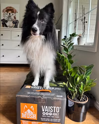 MUSH Vaisto® Svart (Gris-Kylling-Lam)