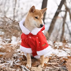Puppia Santa`s Coat XL