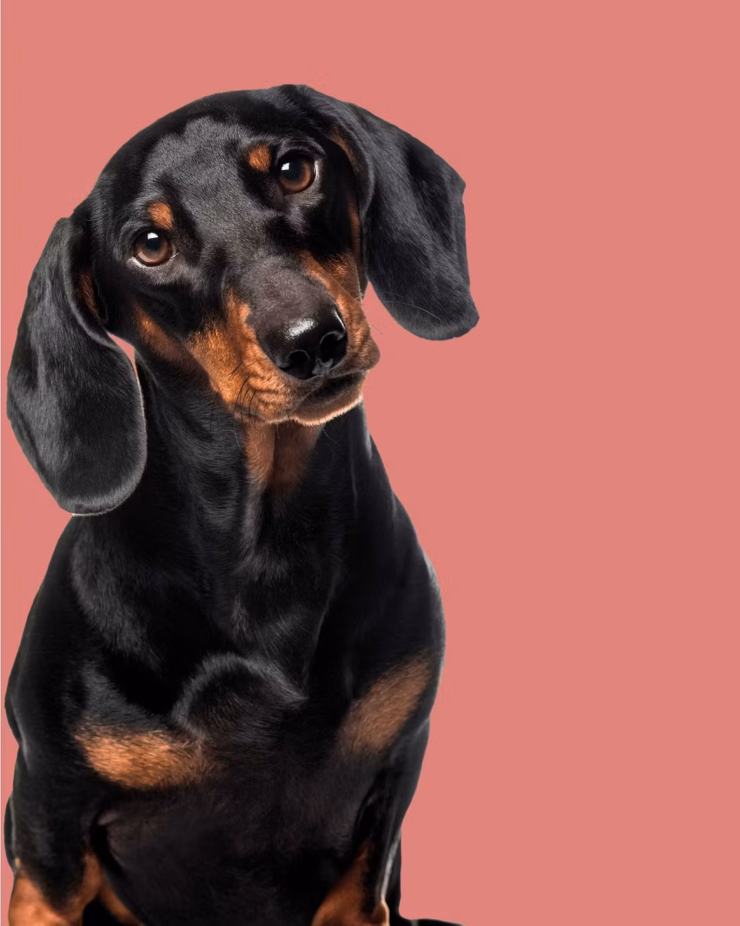 Yuup! Dark Coats Kit