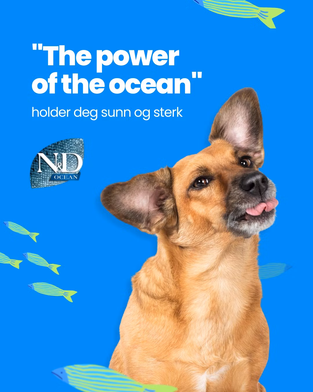 Farmina N&D Ocean Dog Herring & Orange Adult Medium & Maxi 12 Kg