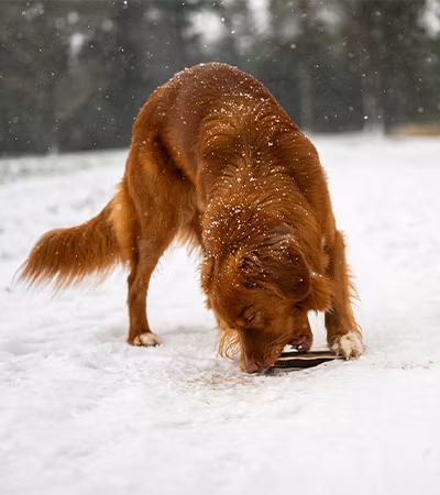 Farm Food Antlers Hjorte Gevir Easy