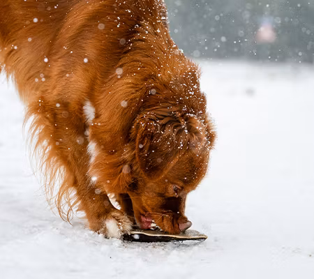 Farm Food Antlers Hjorte Gevir Easy