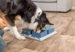 Dog Activity Poker Box 1 31x31cm Level 2