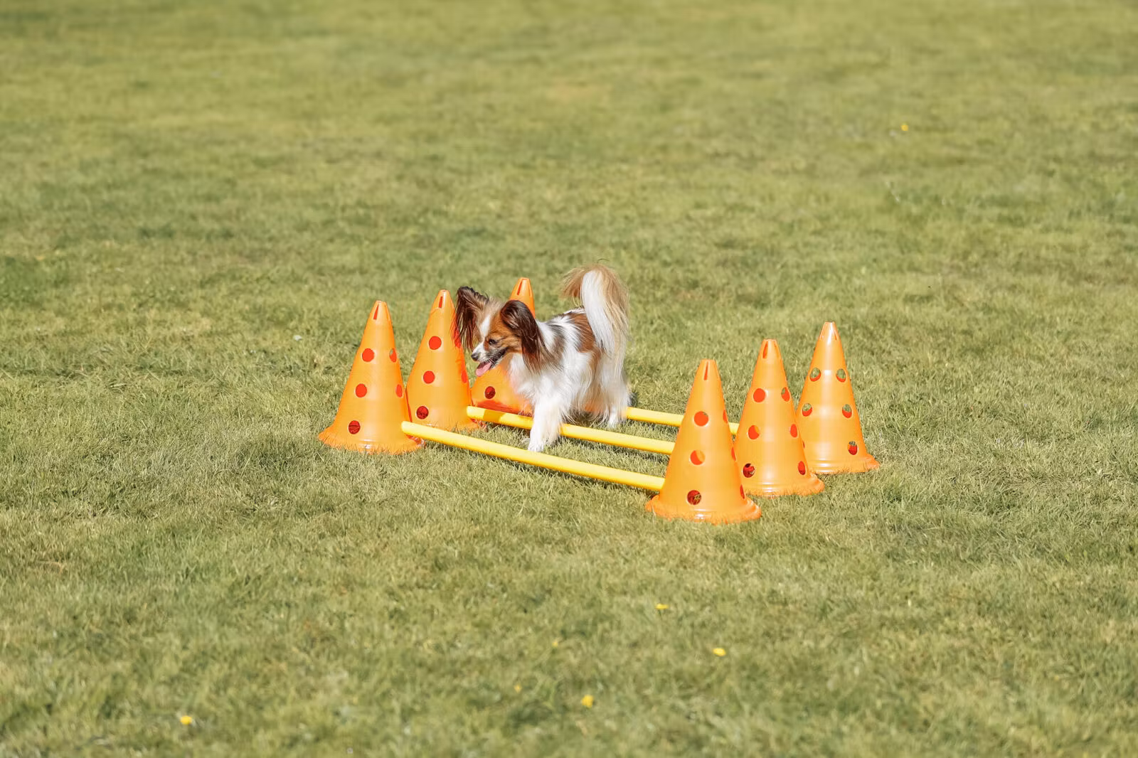 Agility Hinder Inneholder 6 Kjegler Ø23x30cm 3 Stenger 78cm