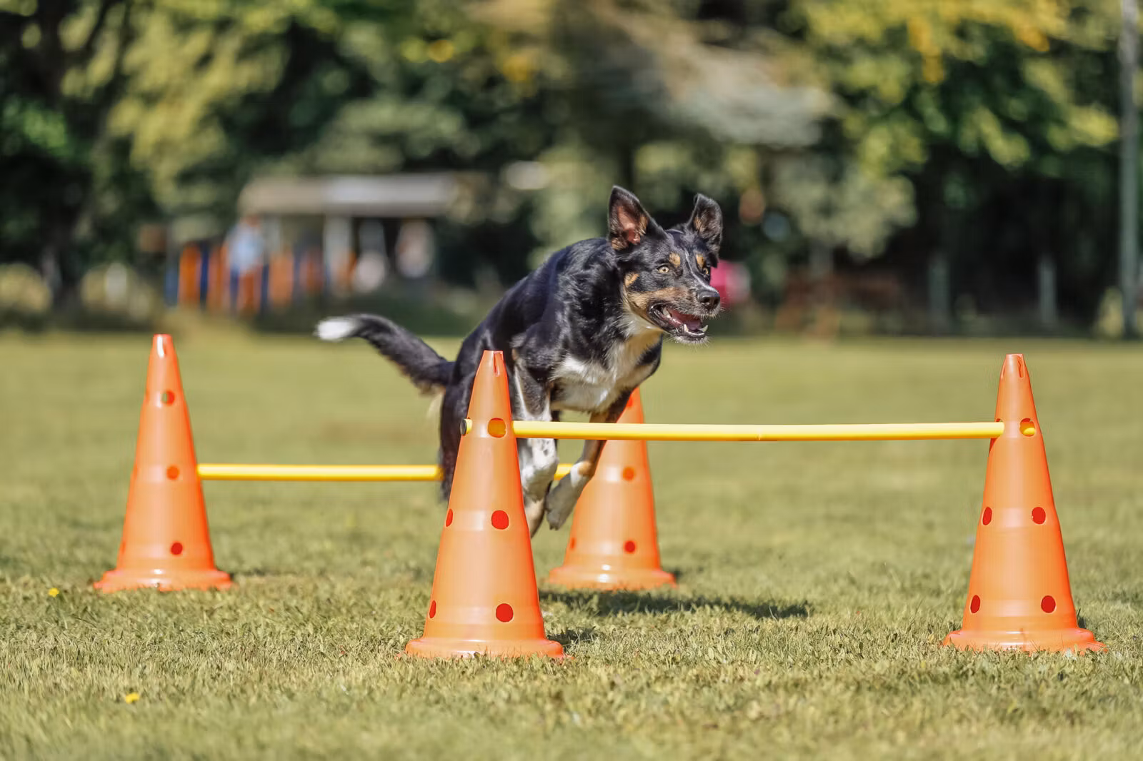 Agility Hinder Inneholder 6 Kjegler Ø23x30cm 3 Stenger 78cm