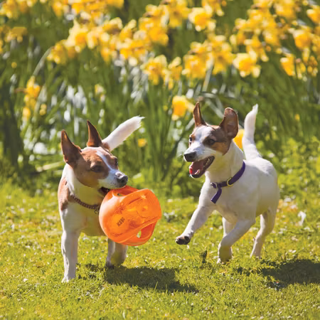 Kong Jumbler Ball L/XL - Assorterte farger