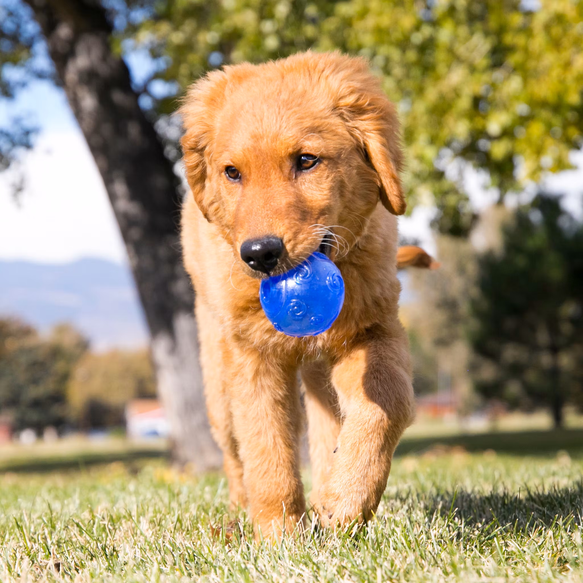 KONG Squeezz Ball M Assorterte farger