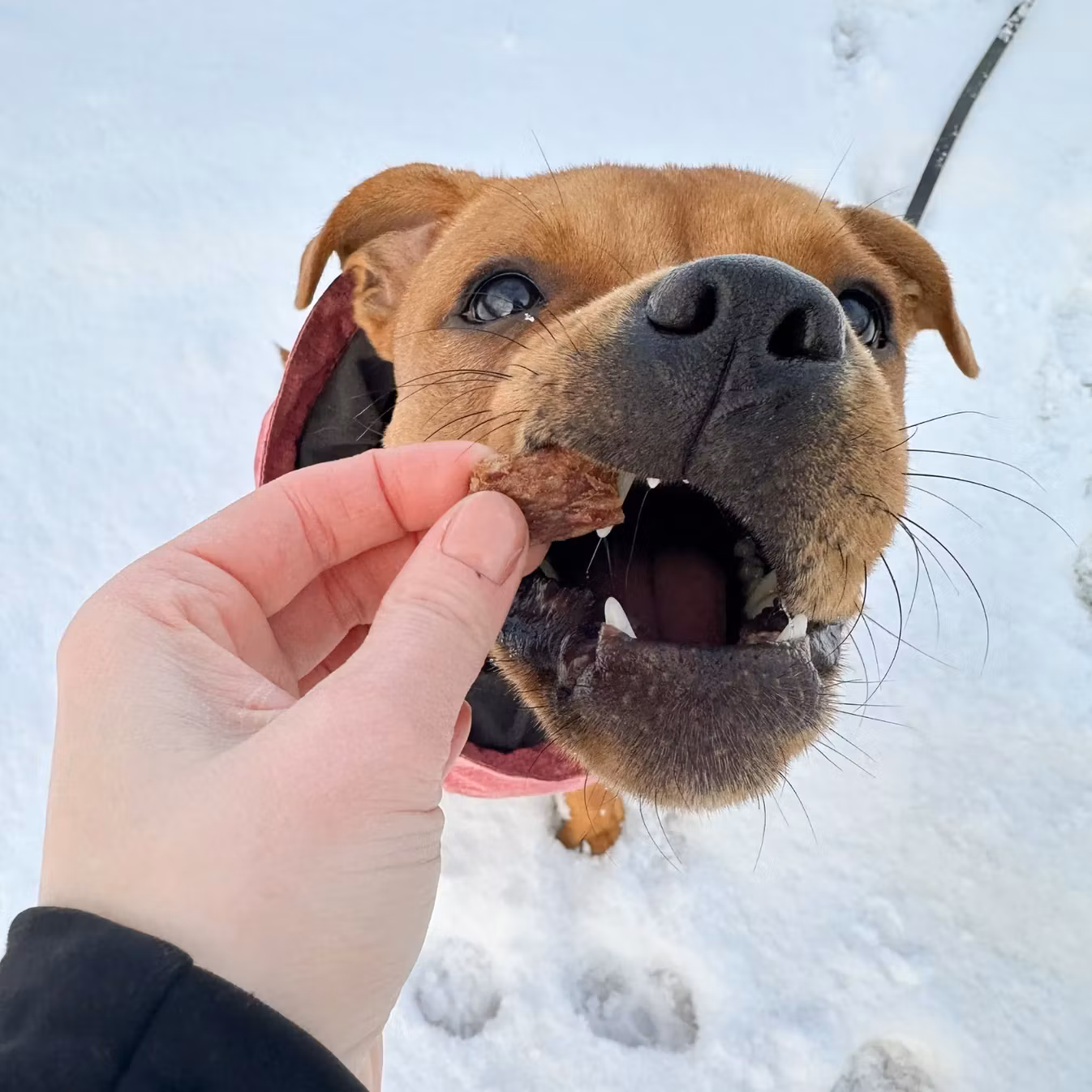 Pala Treats 100% Rabbit 100g