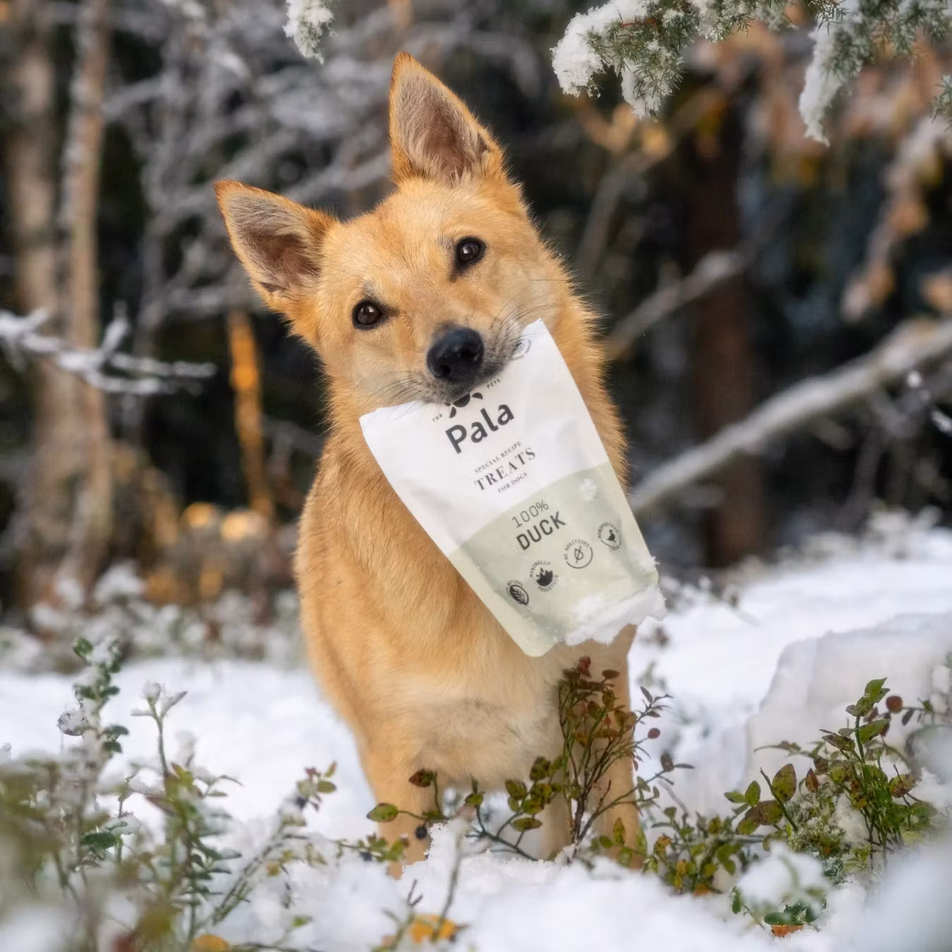 Pala Treats 100% And 100g