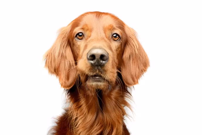 Trikem  Linfrøolje 1l