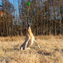 Starmark Swing ‘n Fling Chew BALL M 8,25 cm