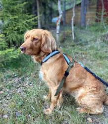 Huken XS Halvnomesele Tursele