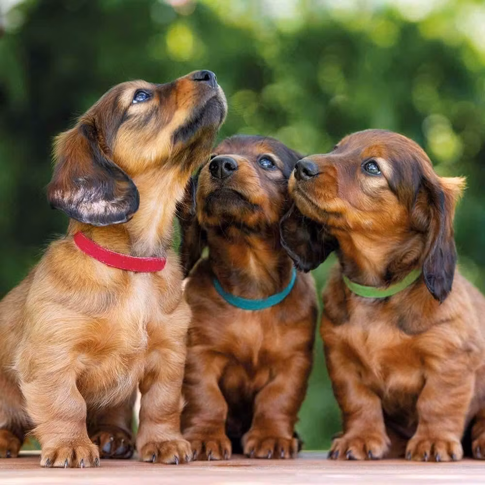 Valpesett 17-25cm S/M 6stk 2 fargesett