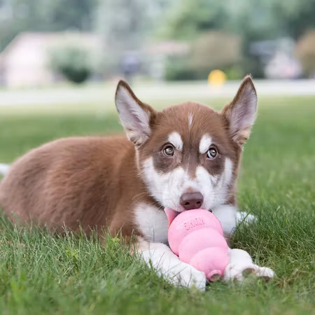 KONG Puppy