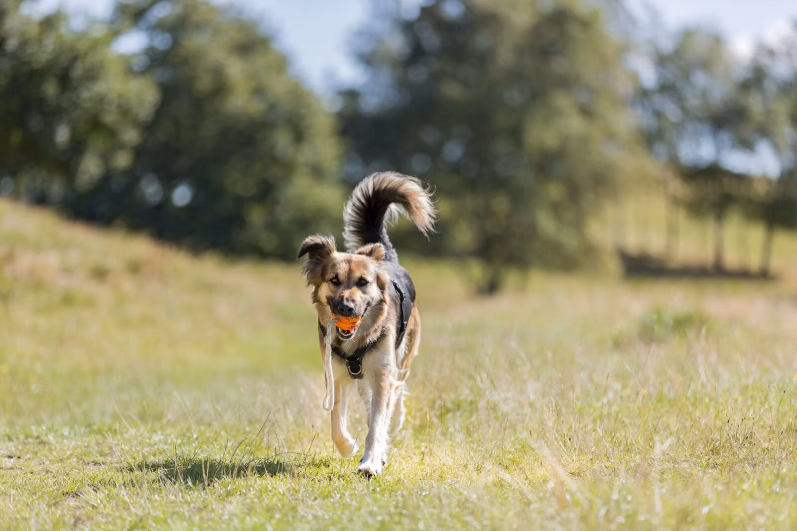 Ball M/Tau 4,5cm x 35cm Flyter - Orange