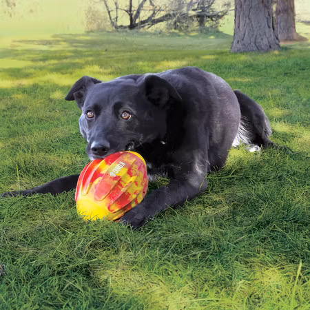 KONG Flexball Sport Fotball M