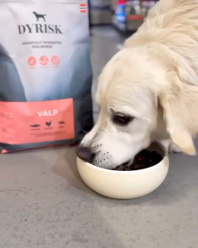 Dyrisk Valp