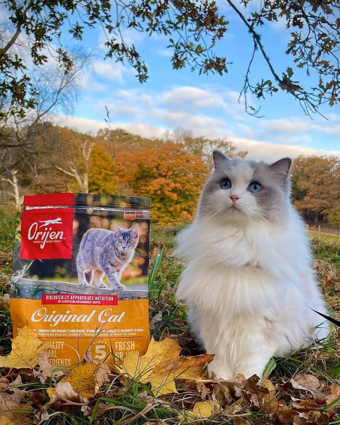 Orijen Cat Original