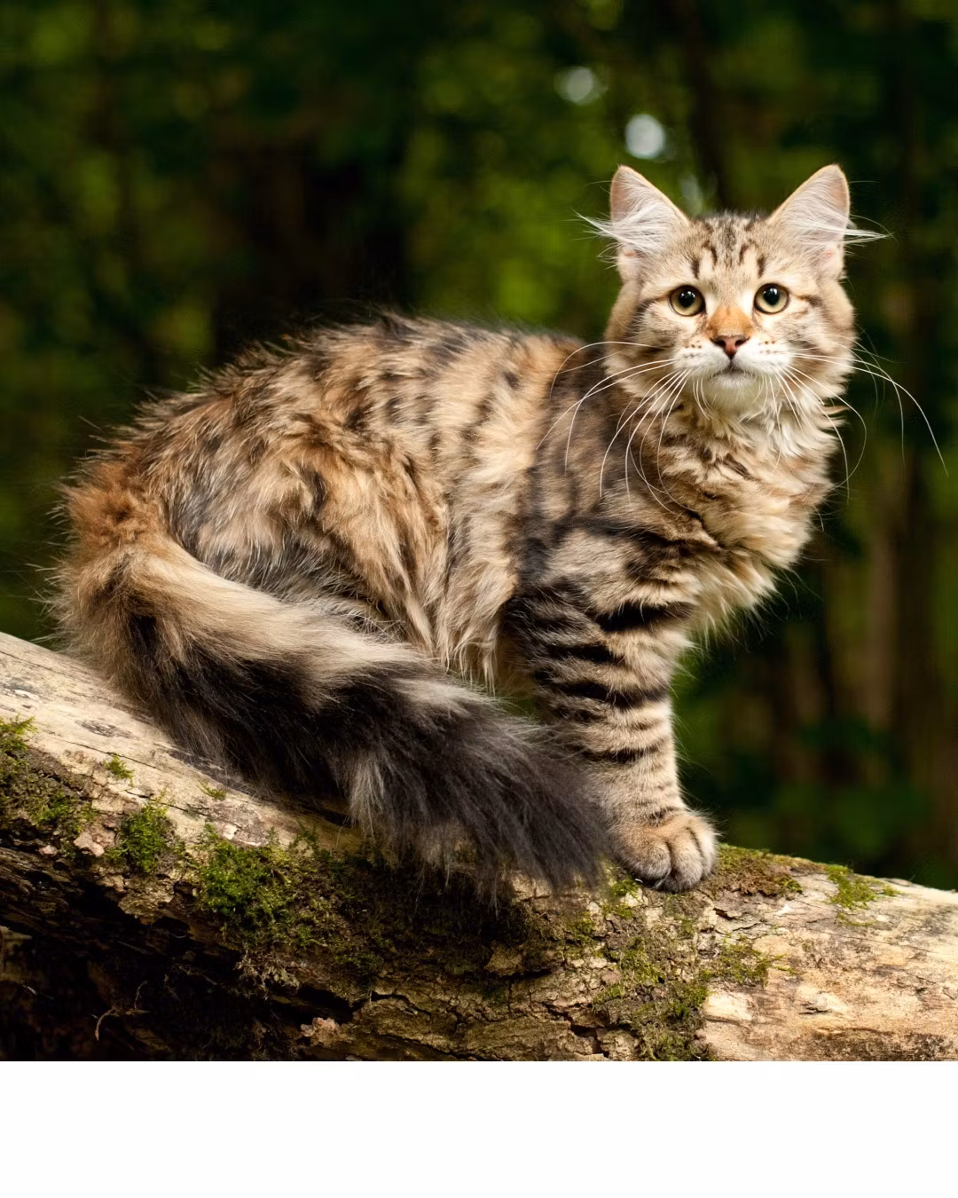 Orijen Cat Original