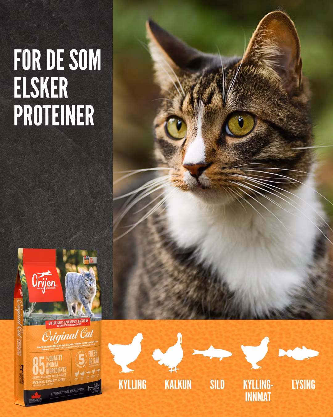 Orijen Cat Original
