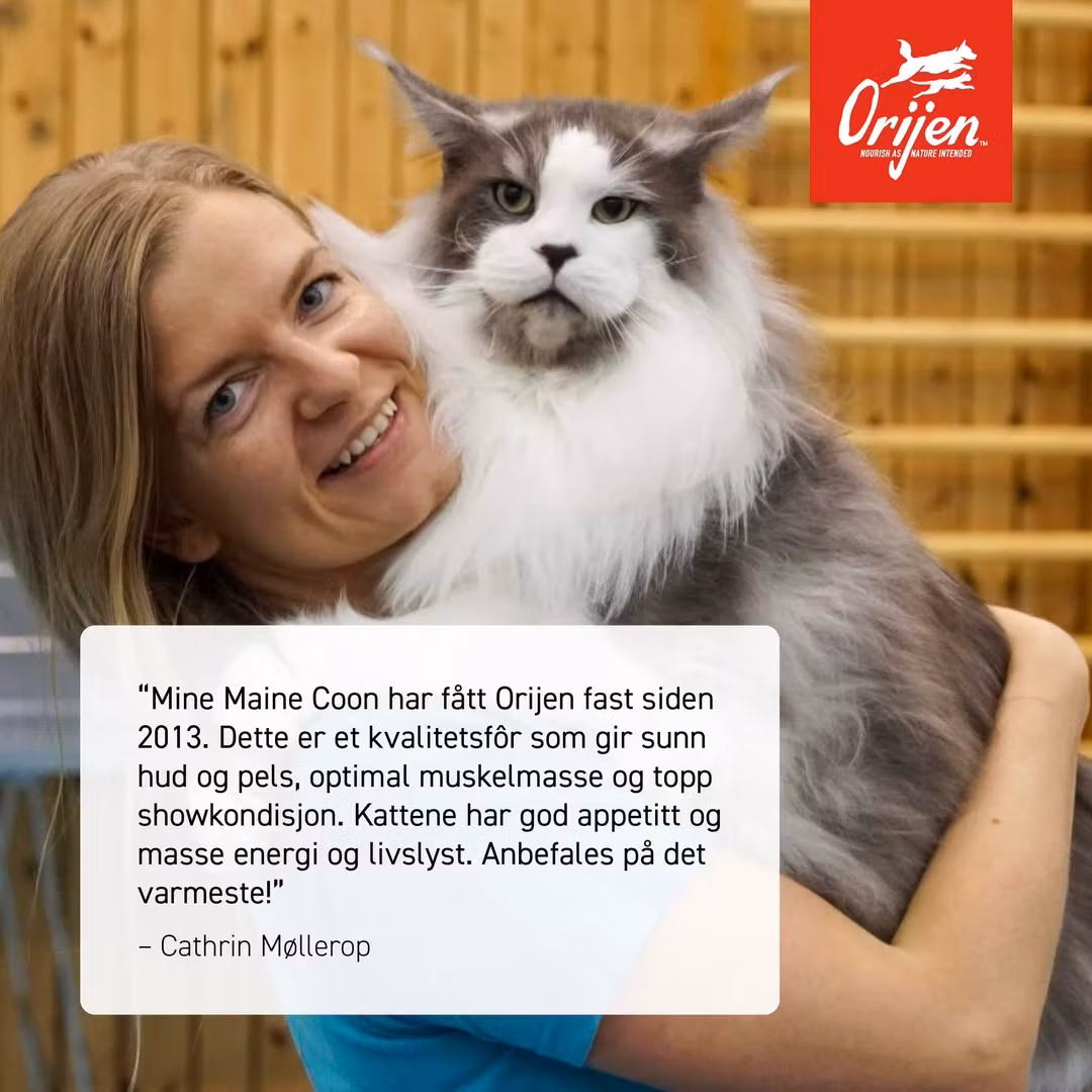 Orijen Cat Original