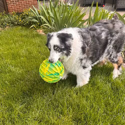 KONG Flexball Sport Ball XL
