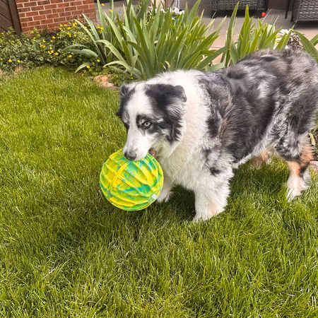 KONG Flexball Sport Ball XL