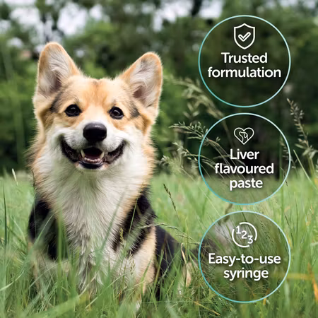 PRO-KOLIN+ Probiotika Til Valp/Voksen Hund