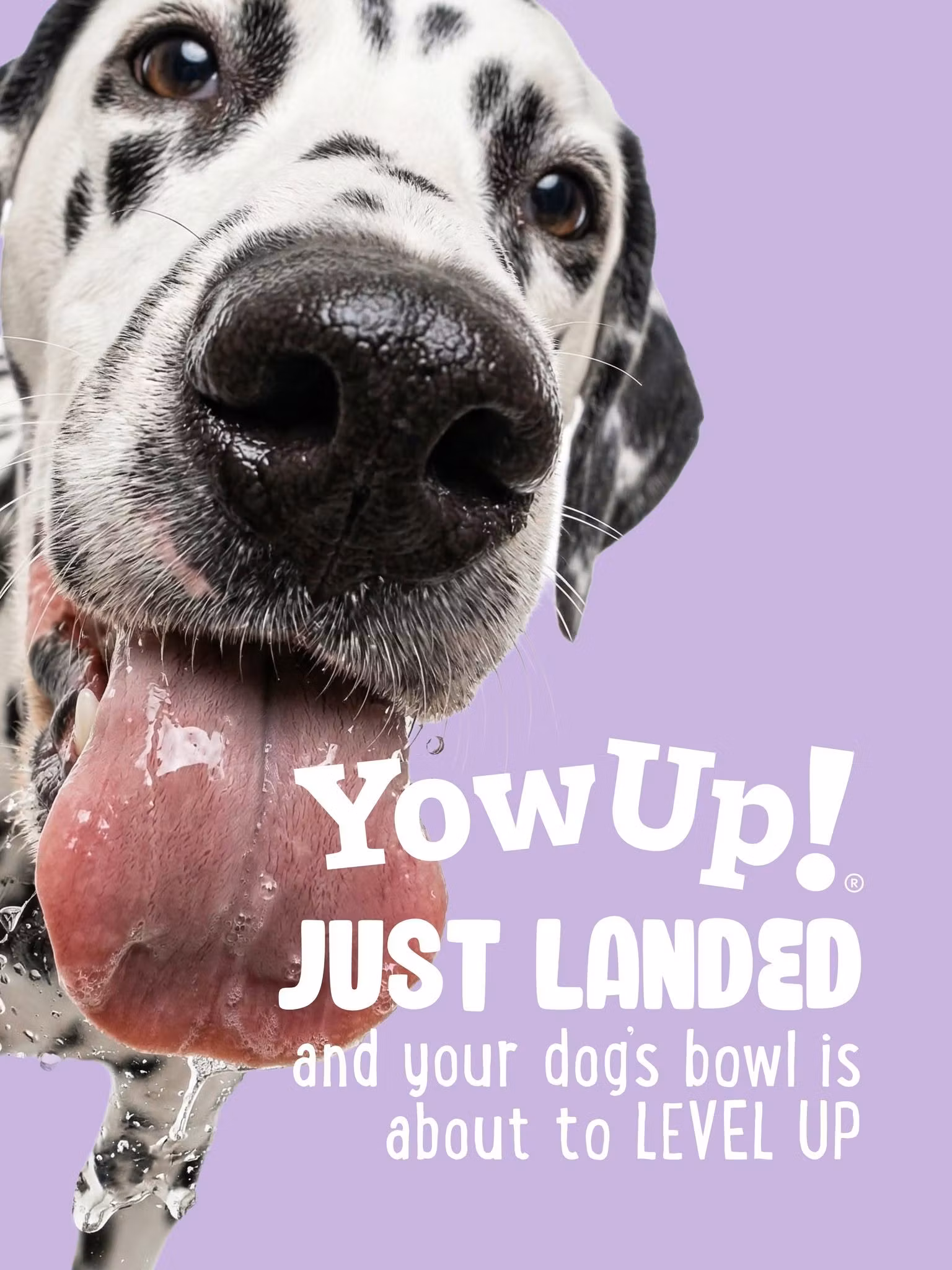 YowUp Yogurt ARTICULAR DOG 115g