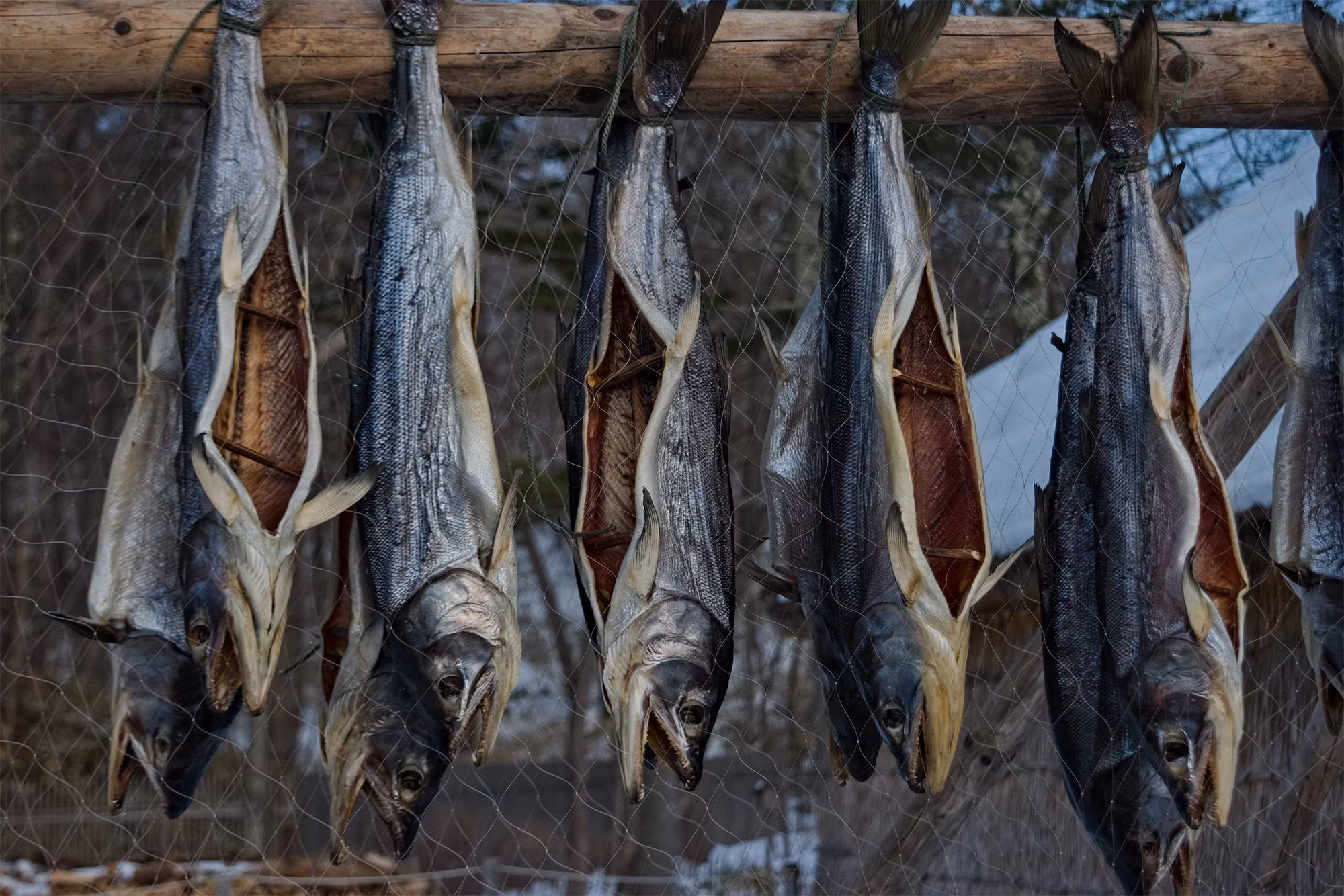 Hundetørrfisk Hel Pakket 1Kg