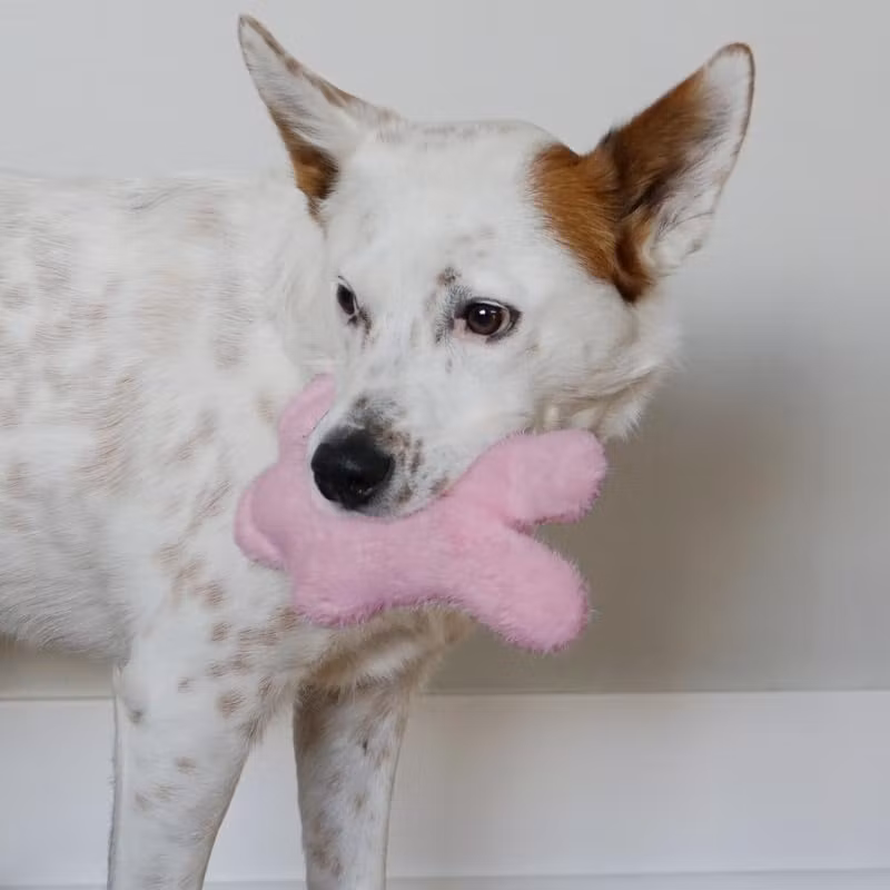 KONG Snuzzles Kiddos Bunny S