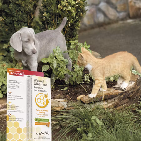 Beaphar Sårsalve 30g - Beaphar Wound Derma+ Wound Cream