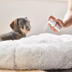 Beaphar CaniComfort Spray 30ml for hund