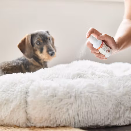 Beaphar CaniComfort Spray 30ml for hund