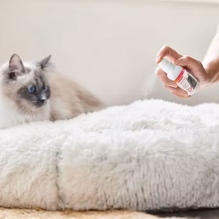 Beaphar Catcomfort Spray 30ml for katt