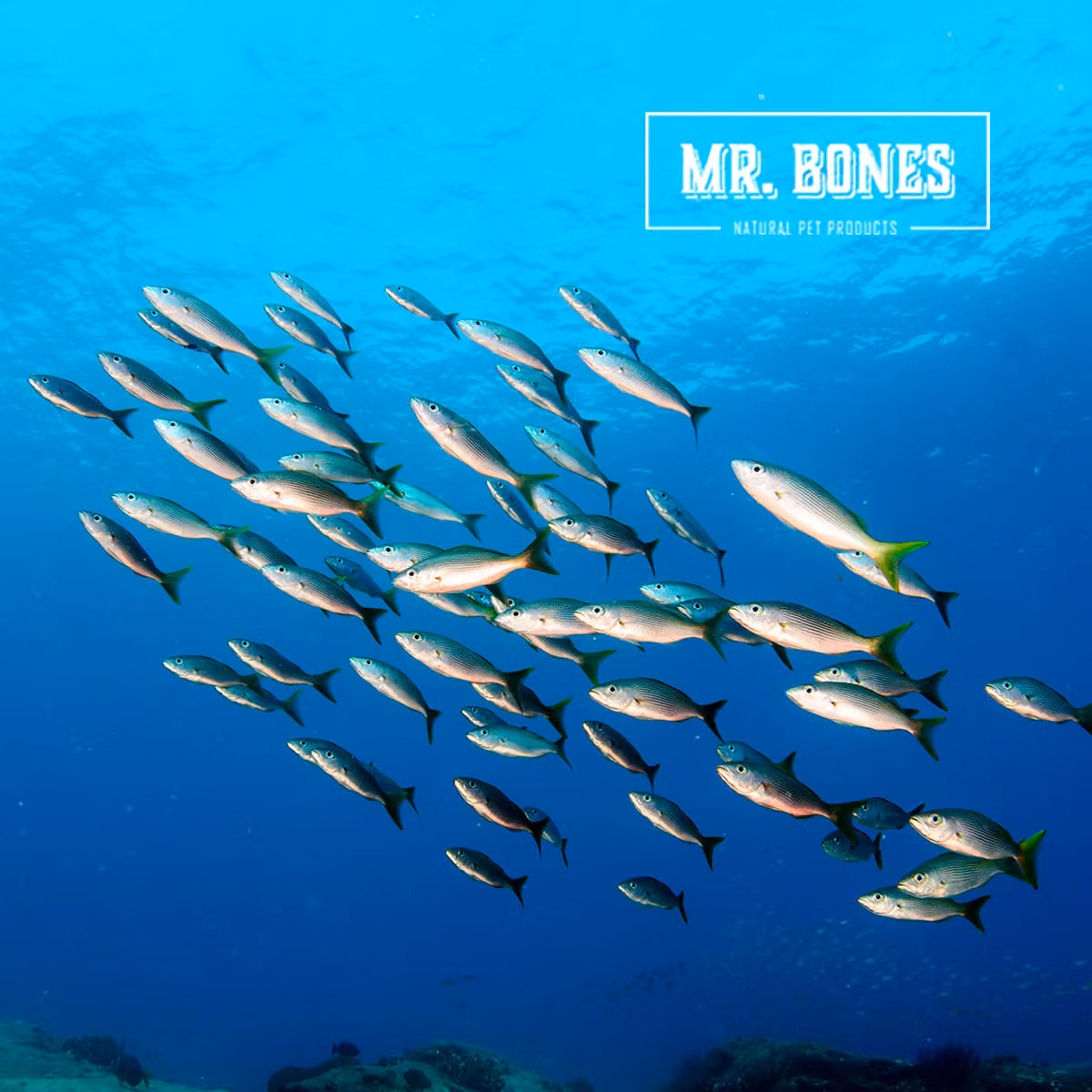 Mr. Bones Atlantisk Makrell 70g