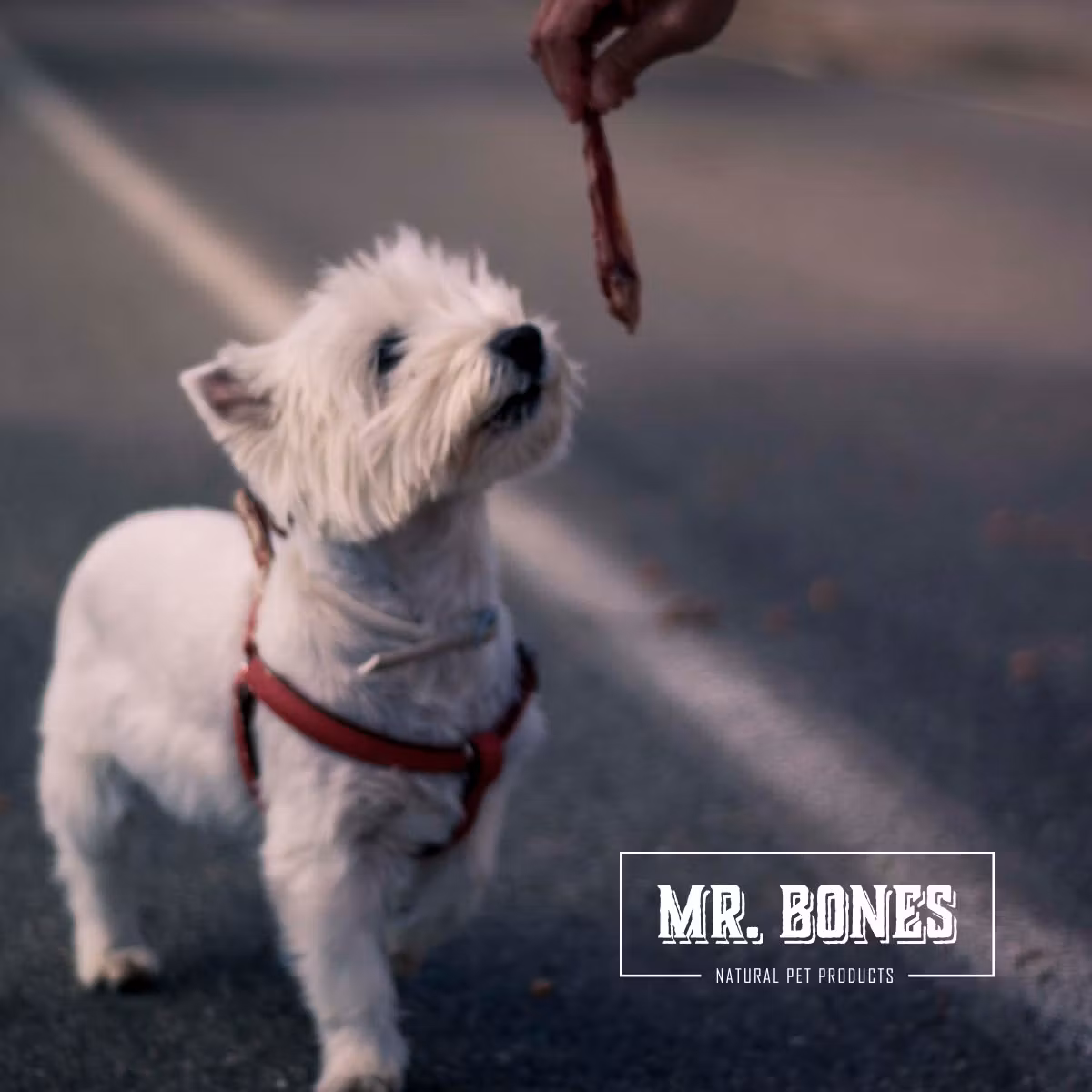 Mr. Bones Atlantisk Makrell 70g