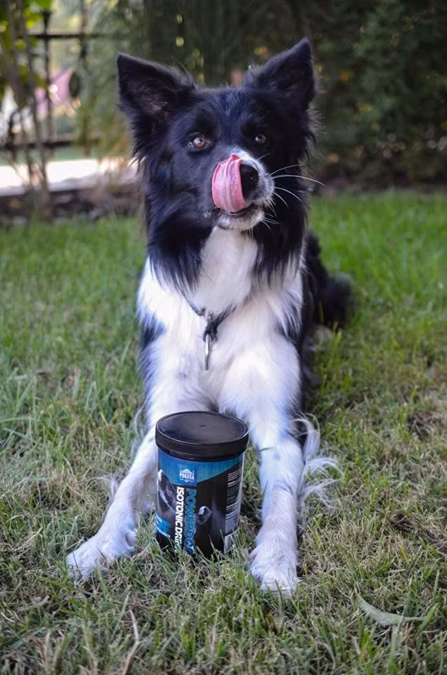 Pokusa PowerDog Isotonic Drikk