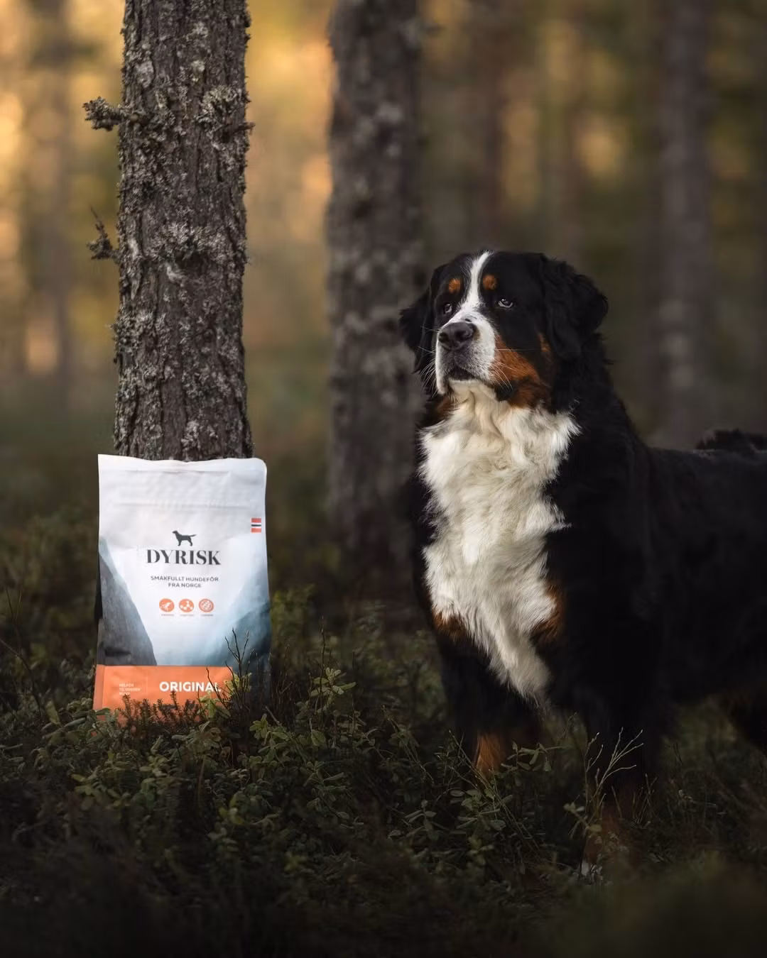 Dyrisk Voksen Original