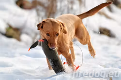 Firedog Dummy «Fasan» 1000g