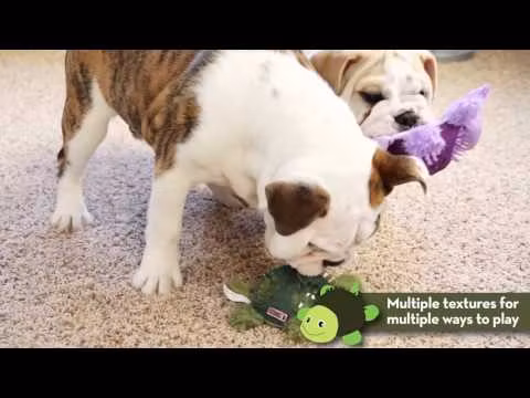 KONG Shells Bear S
