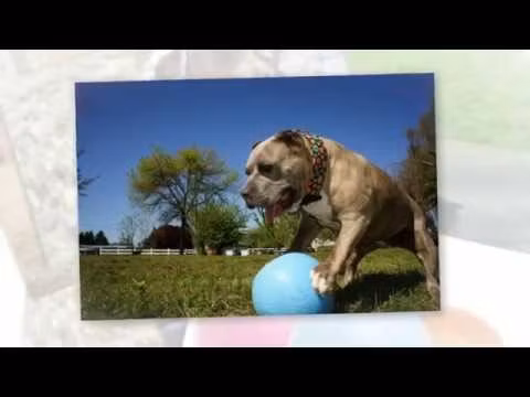 Jolly Soccer Ball