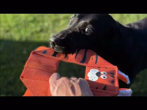 Hozies Billy Bengal Octagon Billy Bengal